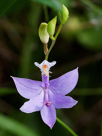 Grass-Pink Orchid