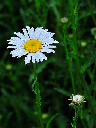 Daisy