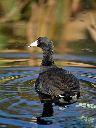 Coot