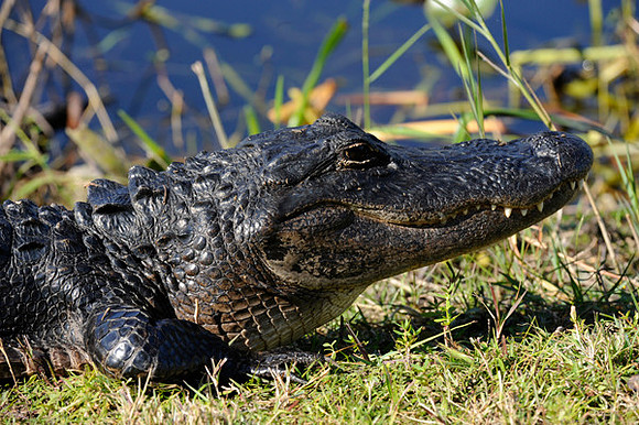 Alligator, Florida Everglades