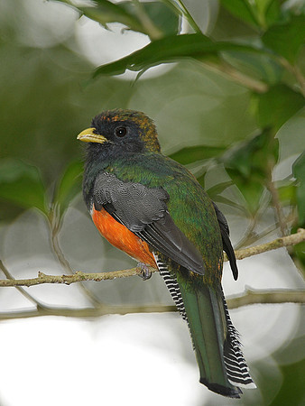 Orange-Bellied Trogon