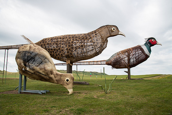 Pheasants on the Prarie