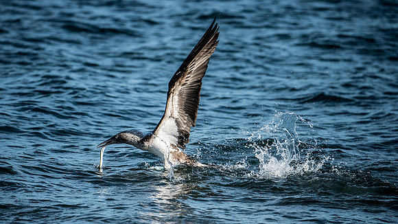 catch of the day