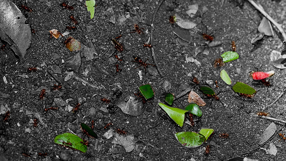 Leaf Cutter ants
