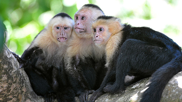 White Faced Monkeys