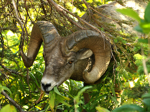 Bighorn Sheep