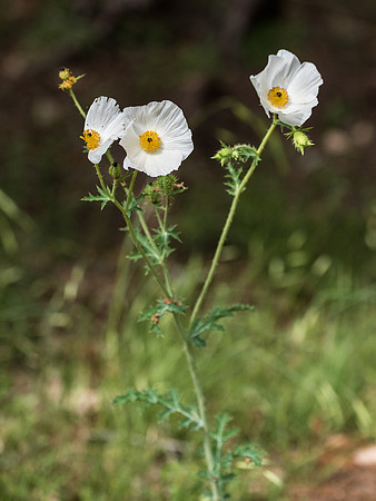 Texas Hill Country