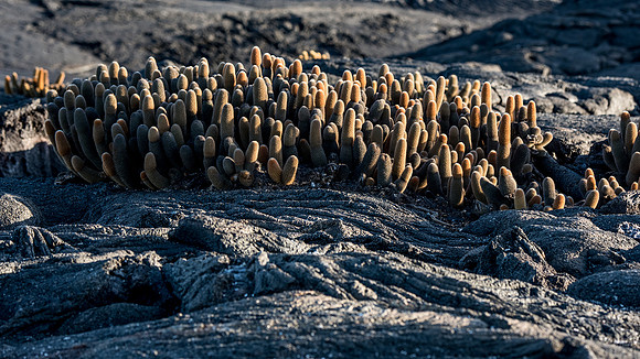 Lava cactus