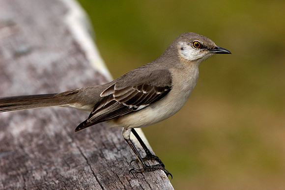 Mockingbird