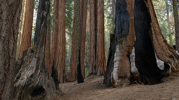 Sequoia National Park