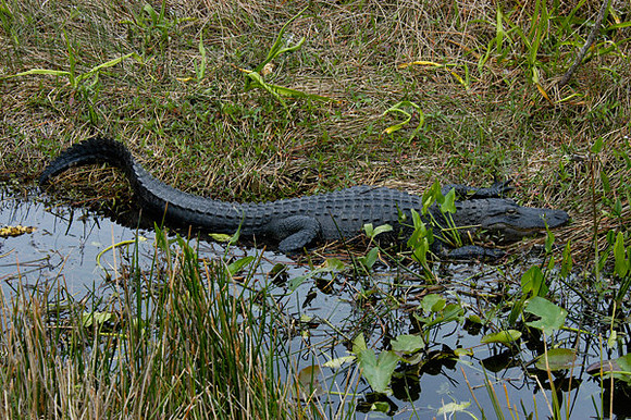 Alligator, Florida Everglades