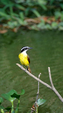 Great Kiskadee