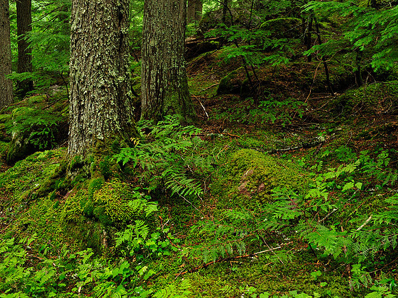 The forest near Avalanche Gorge
