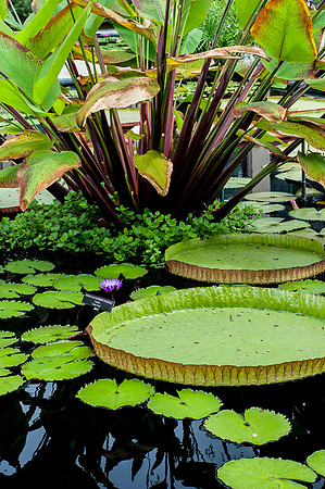 Longwood Gardens