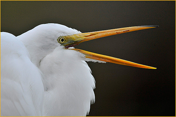 Great Egret