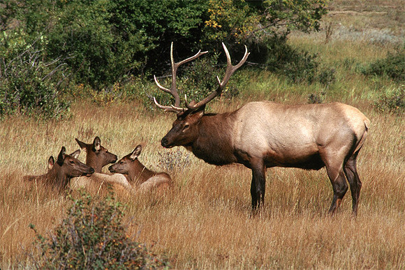 Bull Elk with harem