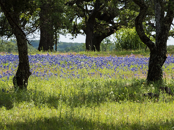 Texas Hill Country