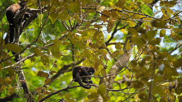 Howler Monkeys