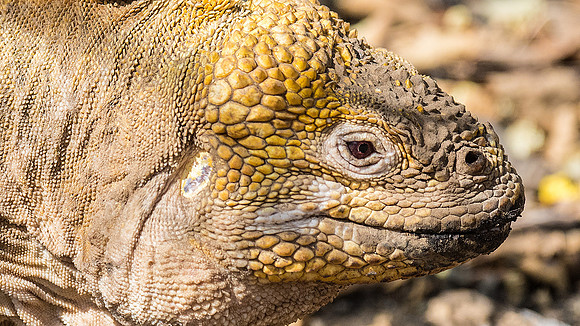 Land Iguana