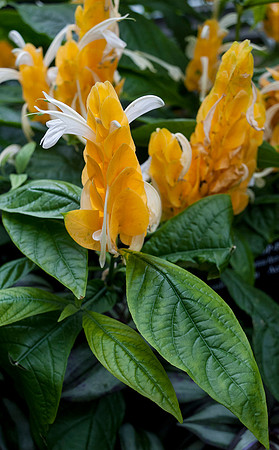 Longwood Gardens