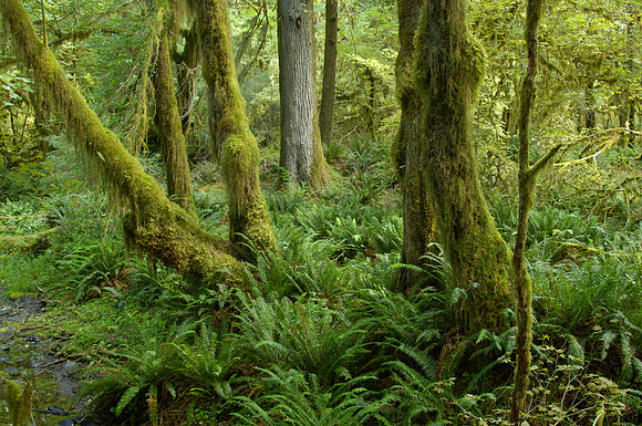 Rain forest