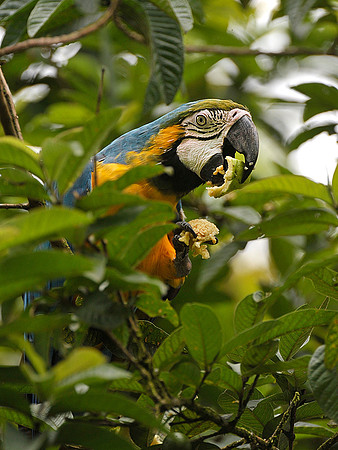 Blue Macaw