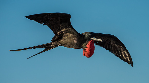 Frigatebird
