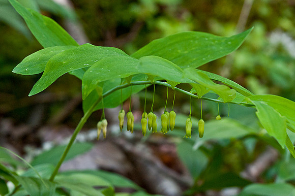 Solomon's Seal