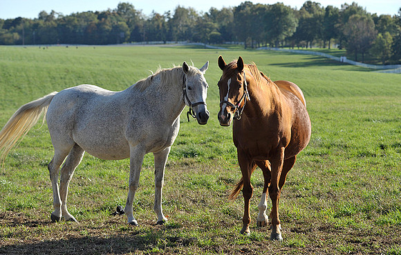 Kentucky horses
