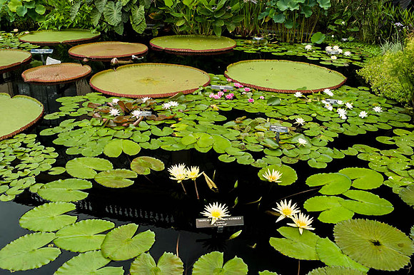 Longwood Gardens