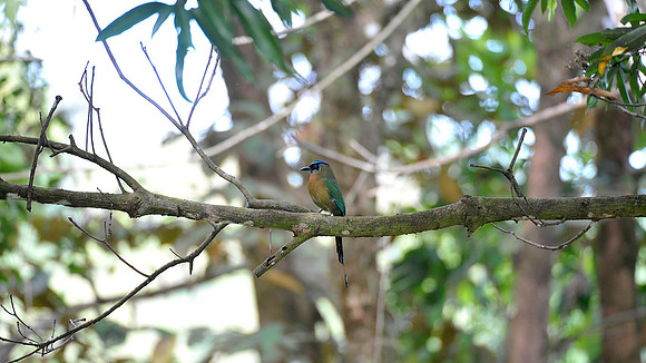 Blue Crowned Mot Mot