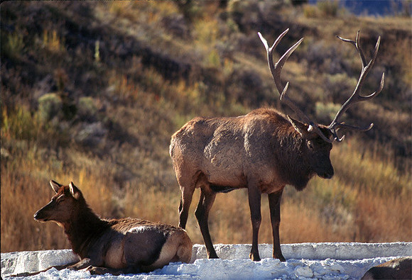bull elk