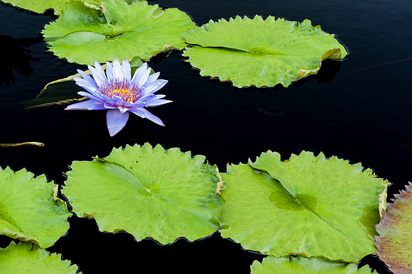 Longwood Gardens