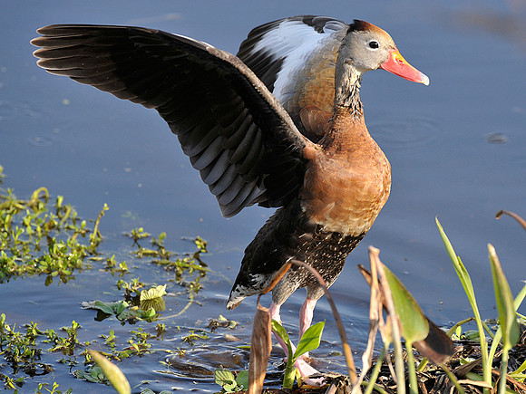 Black Bellied Whistling Duck