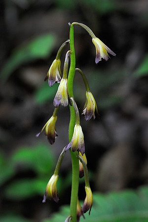 Puttyroot Orchid
