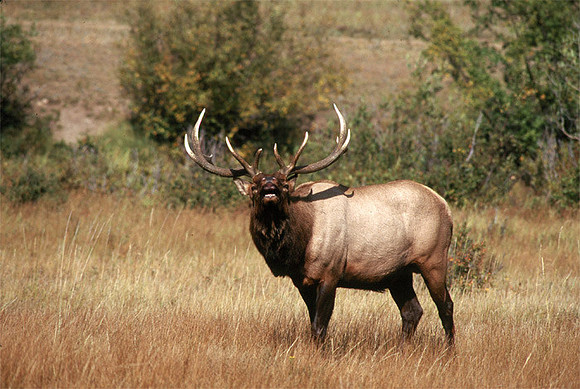 bull elk