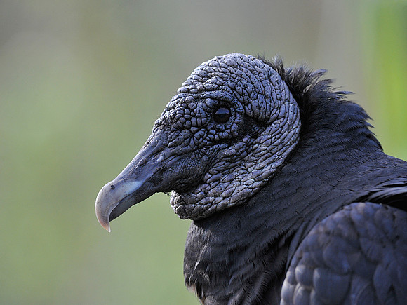 Black Vulture