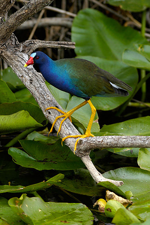 Purple Gallinule