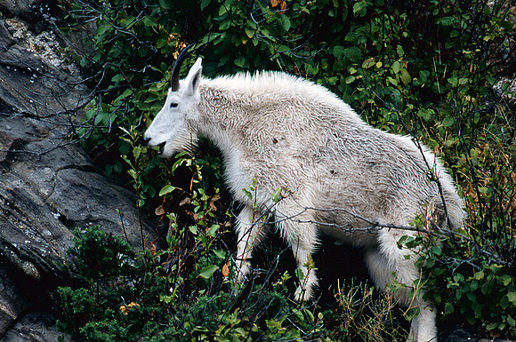 Mountain Goat
