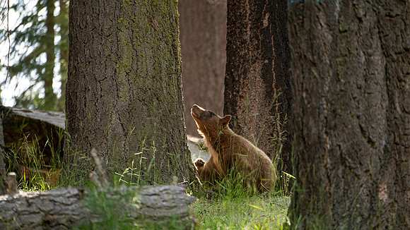watching the youngster