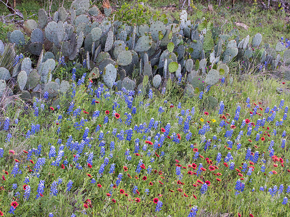 Texas Hill Country