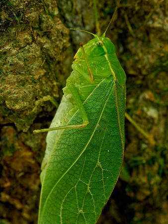 Katydid