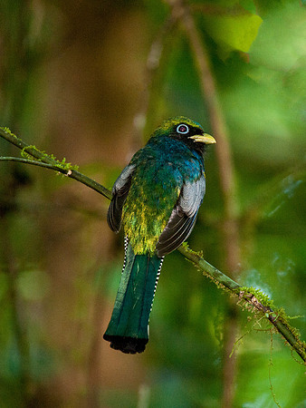 Black Throated Trogan
