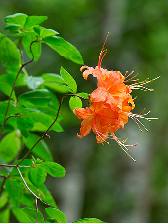 Flame Azalea