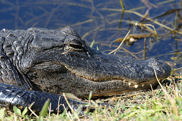 Alligator