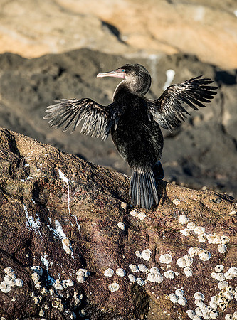Flightless Cormorant