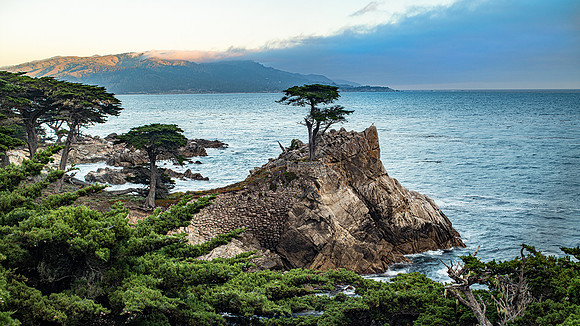Lone Cypress
