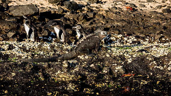 Galapagos Penguins