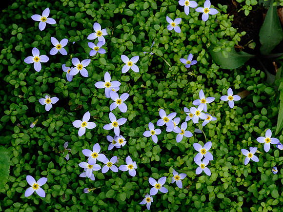 Bluets
