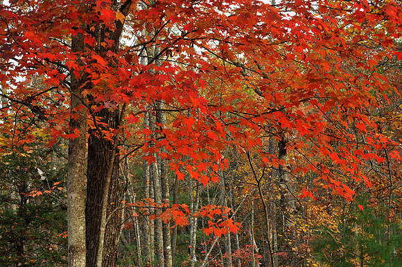Brilliant Red at Red River Gorge